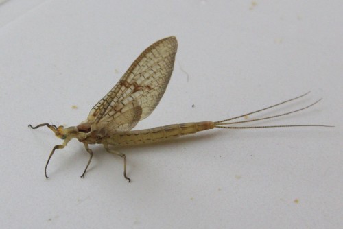 Ephemera danica - Grande Mouche de mai 2 - Brenne08.jpg